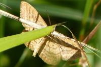 Idaea ochrata