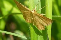 Idaea ochrata