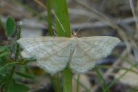Idaea macilentaria