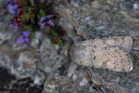 Agrotis cinerea