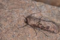 Agrotis segetum
