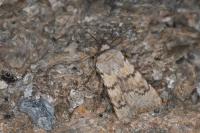 Agrotis simplonia