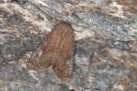 Apamea lateritia