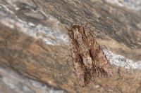 Apamea monoglypha monoglypha