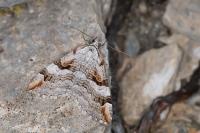 Aplocera praeformata