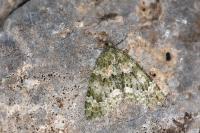 Chloroclysta miata miata