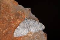 Entephria nobiliaria