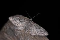 Eupithecia lariciata