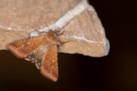 Helicoverpa armigera
