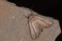 Leucania comma