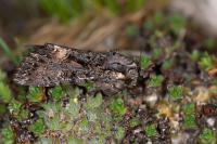 Mniotype adusta