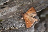 Mythimna conigera