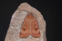 Noctua interposita