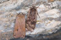 Noctua pronuba