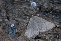 Sciadia unicoloraria