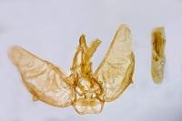 Eupithecia lariciata