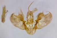 Entephria nobiliaria