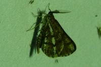 Bupalus piniaria