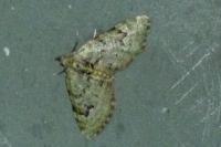 Chloroclystis v-ata