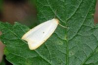 Cybosia mesomella