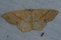 Cyclophora punctaria