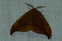 Drepana curvatula