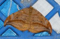 Drepana falcataria