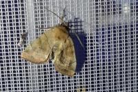 Cosmia trapezina