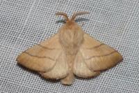 Malacosoma neustria