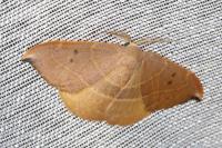 Watsonalla uncinula
