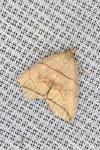 Herminia grisealis