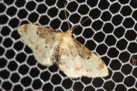 Idaea filicata