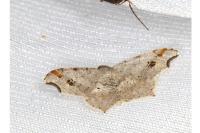 Macaria alternata