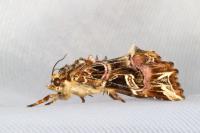 Callopistria juventina