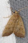 Ipimorpha subtusa