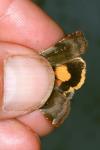 Noctua janthe/janthina