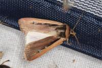 Ochropleura leucogaster