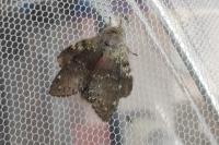Stauropus fagi