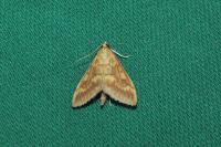 Ostrinia nubilalis