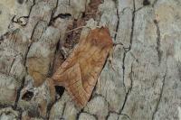 Hydraecia micacea