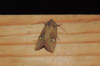 Amphipoea fucosa
