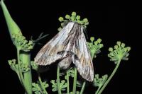 Harpyia milhauseri