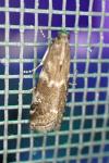 Assara terebrella