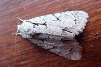 Acronicta psi