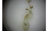 Acronicta psi