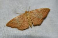 Idaea ochrata