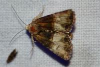 Mesoligia furuncula