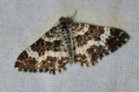 Epirrhoe tristata