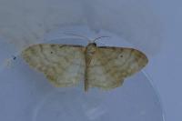 Idaea fuscovenosa