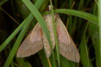 Hyles vespertilio